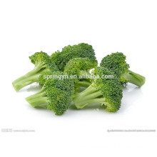 bulk fresh broccoli no pest fresh green flower vegetable